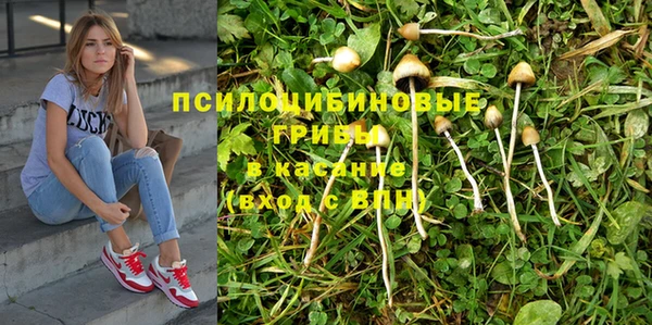 прущие грибы Инсар